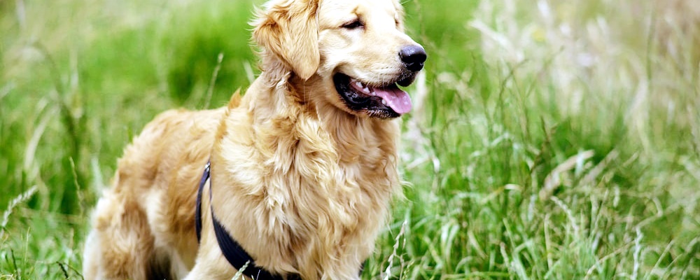 강아지 혼내는 방법 5