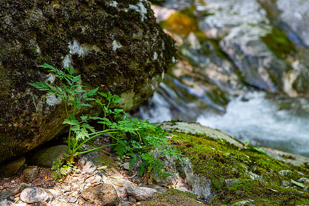 영덕 옥계 계곡 사진