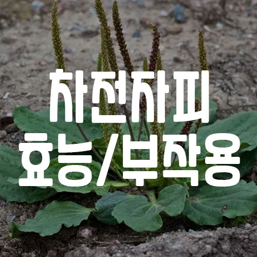 차전자피 효능 부작용