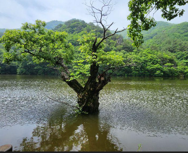 청송 주산지