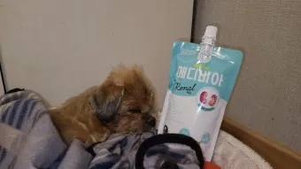 노령견 신부전2기 자연식 화식 레시피 건강식_13