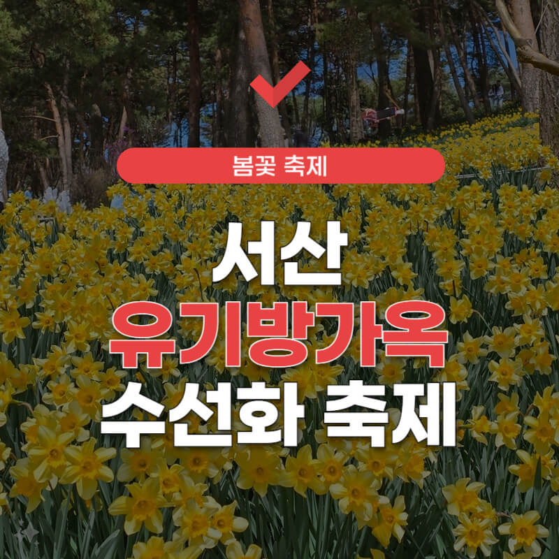 서산-유기방가옥-수선화-축제기간