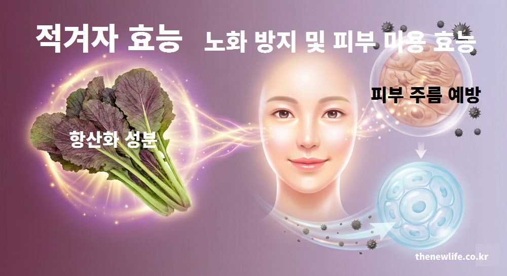 항산화 성분이 풍부하여 피부 주름 예방과 노화 방지에 도움을 주는 적겨자 효능 인포그래픽