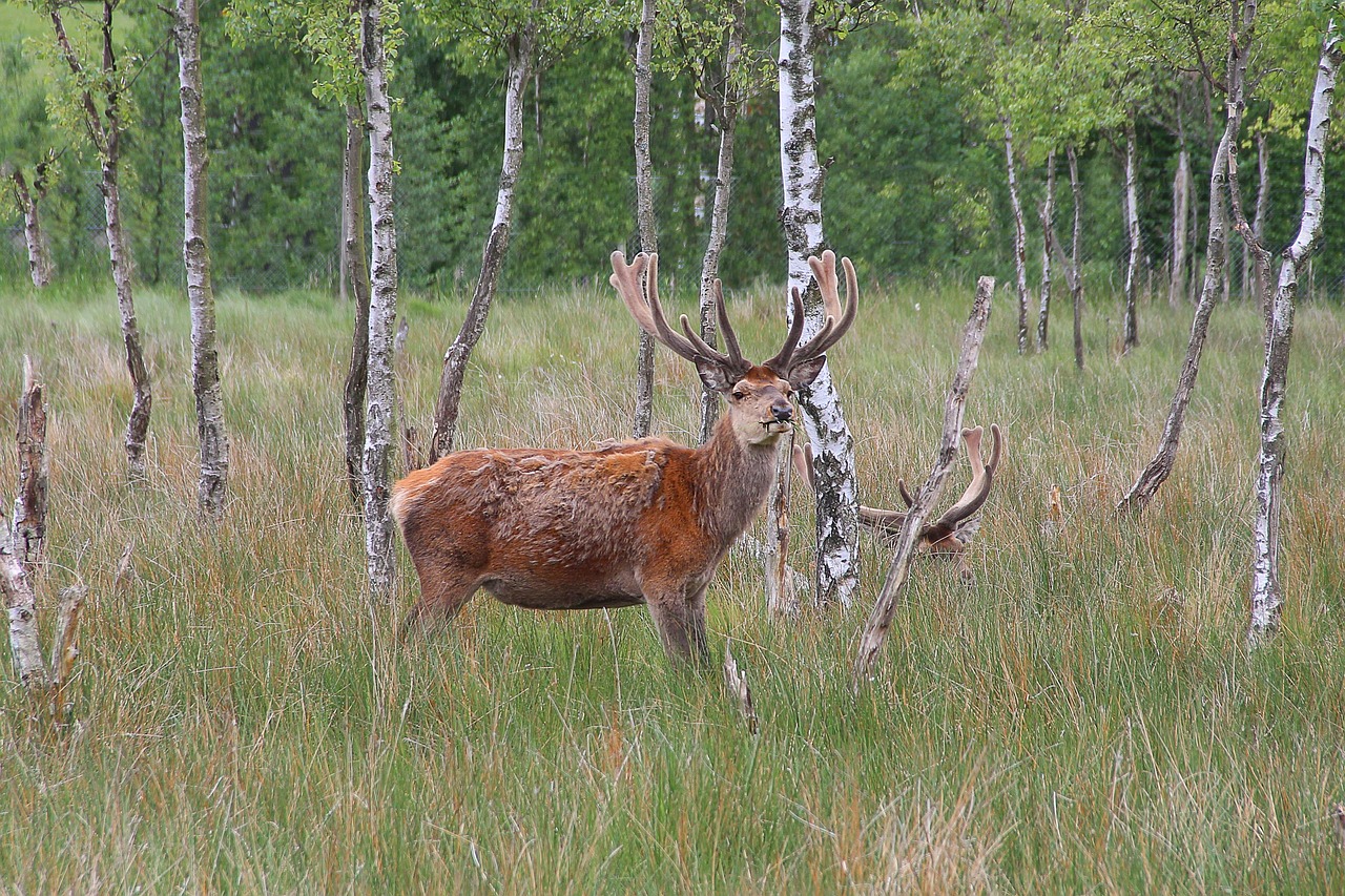 에스비에르 사슴