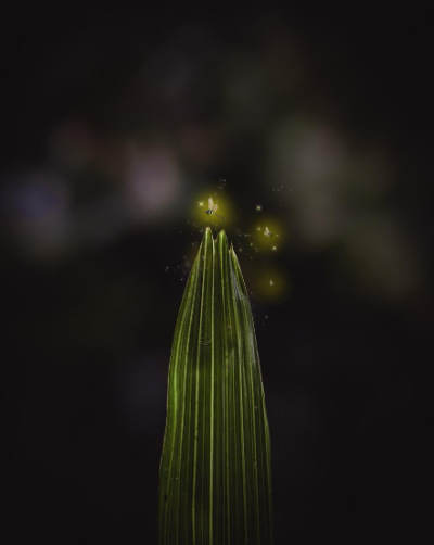 2025년 화담숲 반딧불이 이벤트