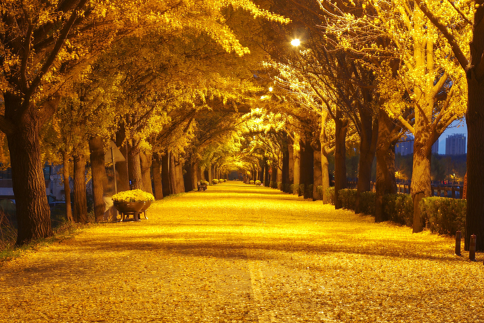 ▲ 황금빛 물든 아산 곡교천 은행나무길. 아산시