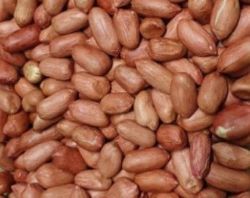 땅콩