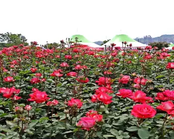 삼척 장미축제_28