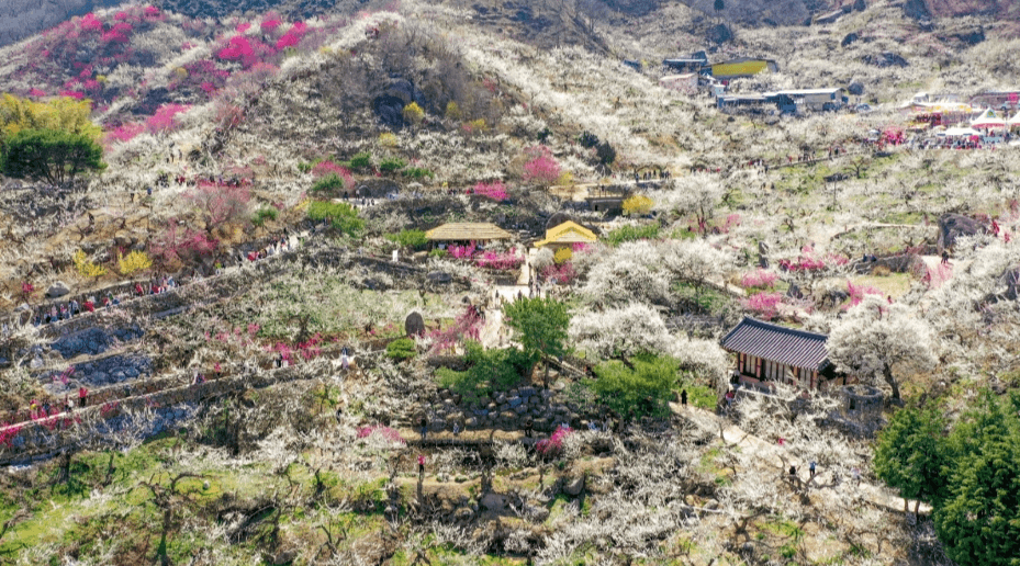 광양 매화마을 전경과 매화꽃이 핀 풍경