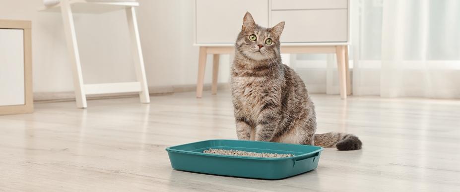 고양이 소화기 질환 (구토, 설사, 장염)