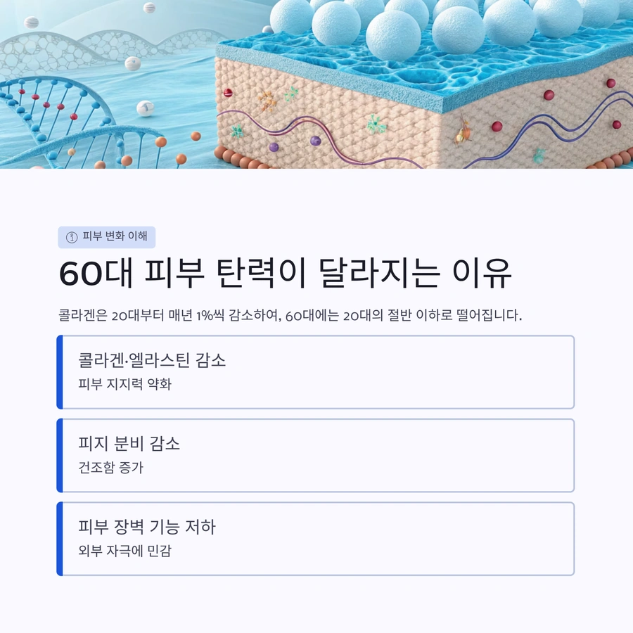 60대 피부 탄력이 감소하는 콜라겐&middot;엘라스틴 변화 구조 설명 이미지