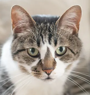 고양이에게도 증가하고 있는 분리 불안