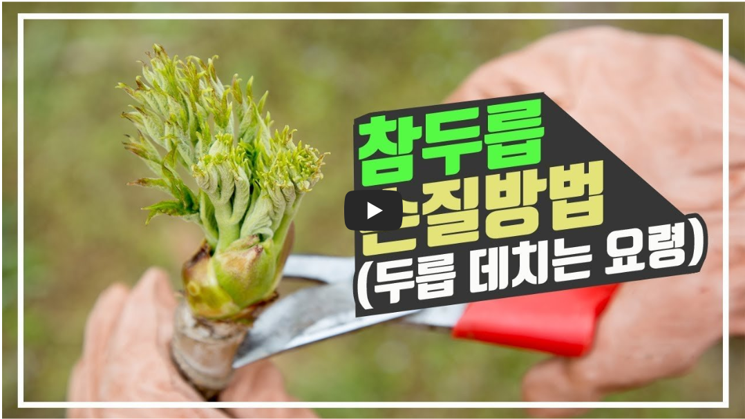 두릅 데치는 방법 사진