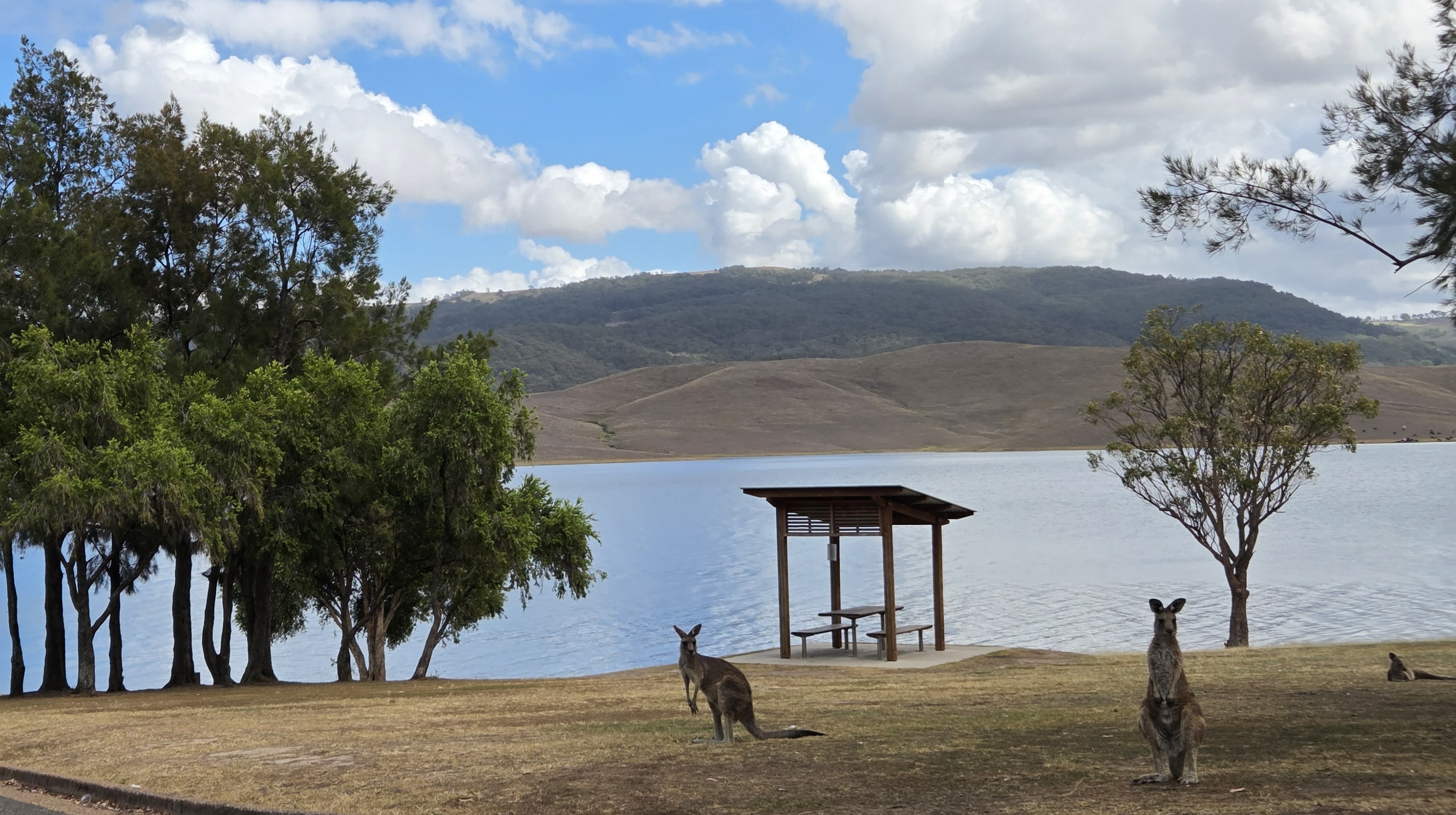 Kangeroos at Lake St Clair