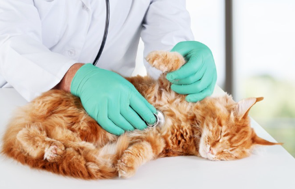 고양이와 의사.