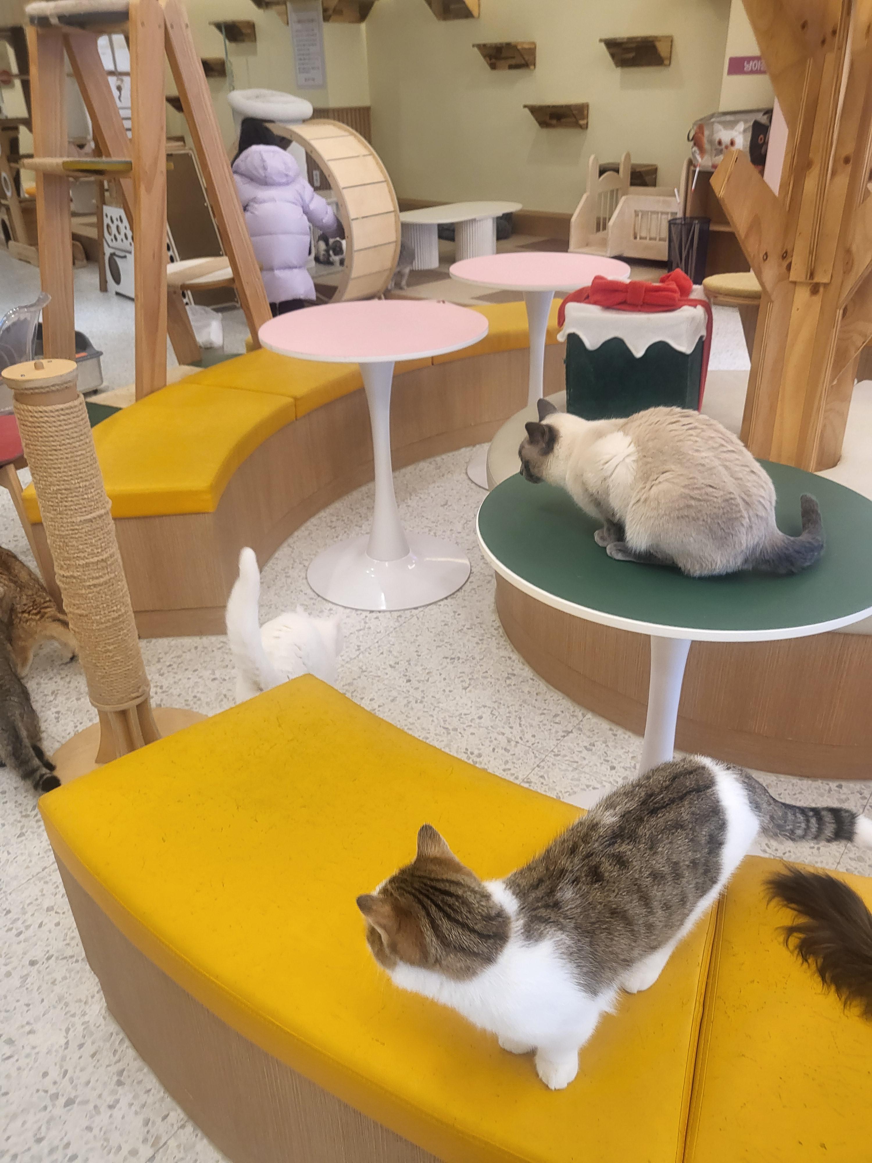 청주 성안길 아이와 가볼만한 곳, 고양이 카페 '냥이싸롱' 힐링 후기 (입장료/간식/방학나들이)