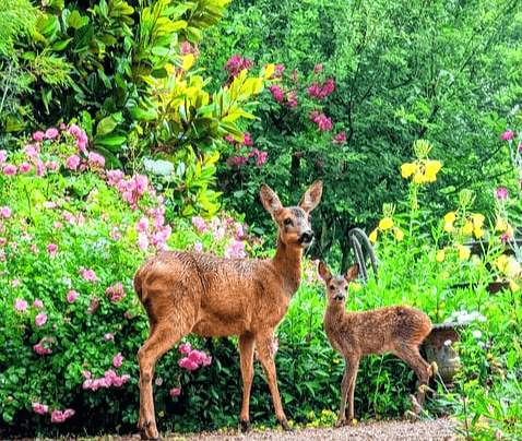 숲 길에 엄마 노루와 아기 노루가 있다. 노루 꼬리는 매우 짧고, 노루 뒤에는 나무와 분홍꽃들이 많다.