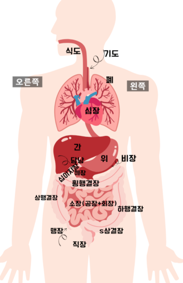 인체-장기의-위치