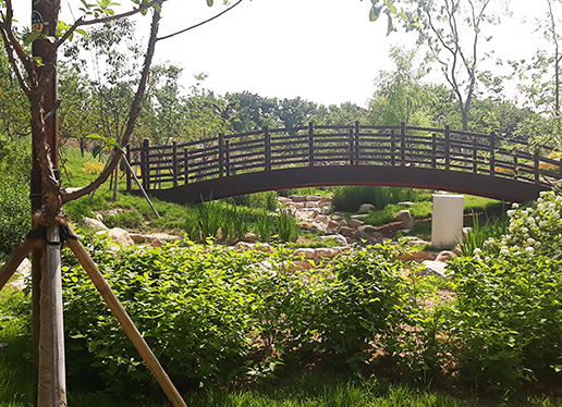 대구 이현공원 수국 개화