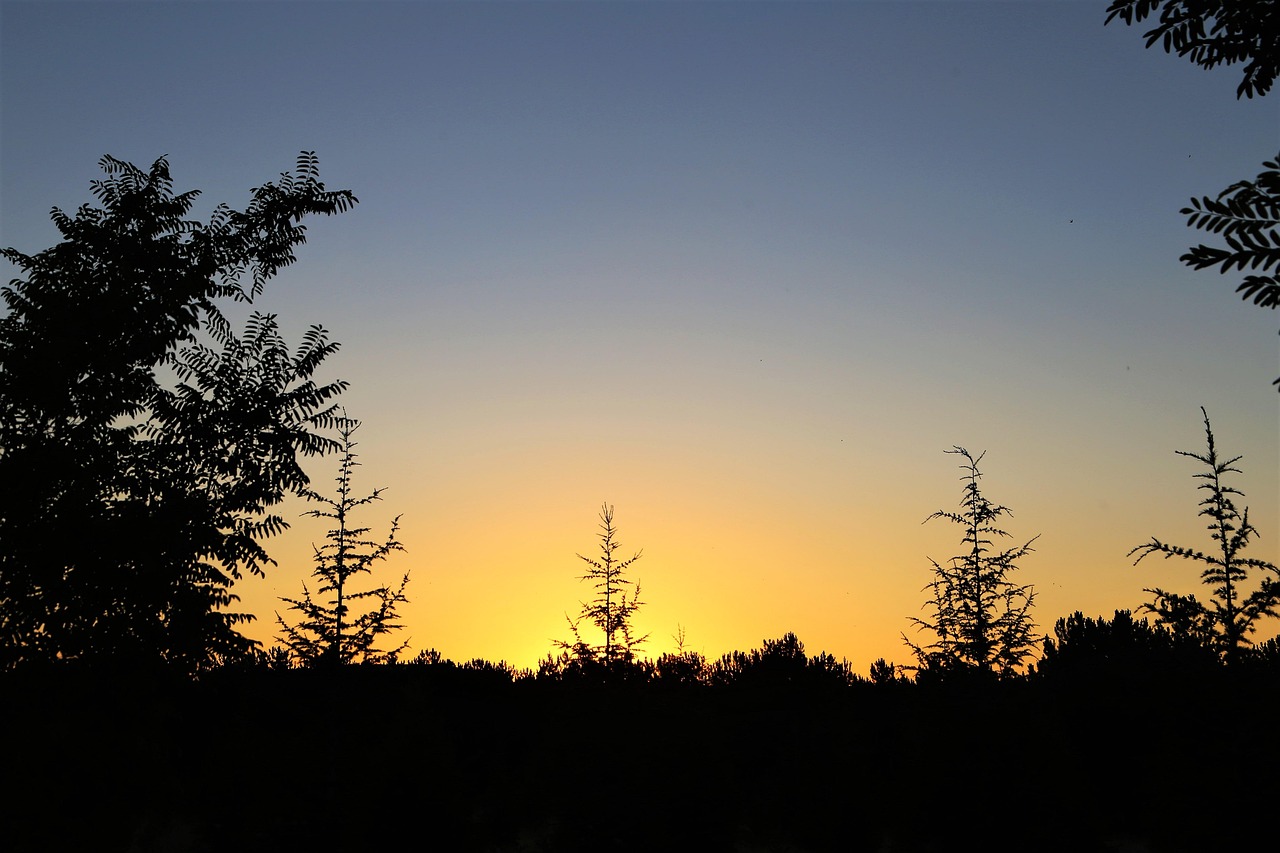 산속 나무 뒤로 노을 모습