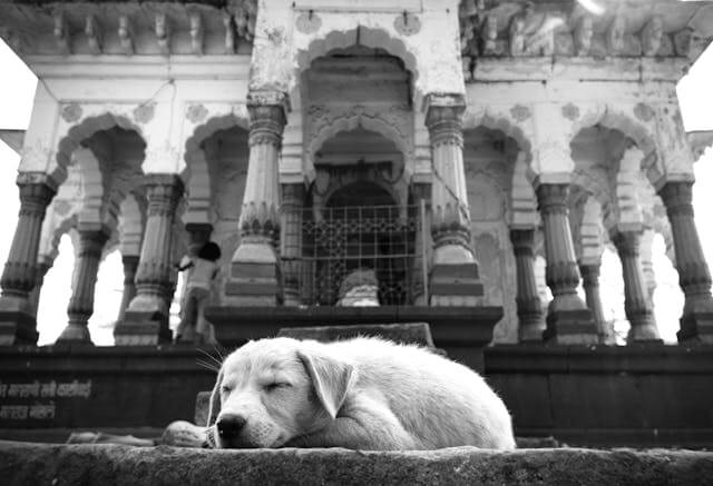 강아지 꿈해몽, 충성·행운·인간관계