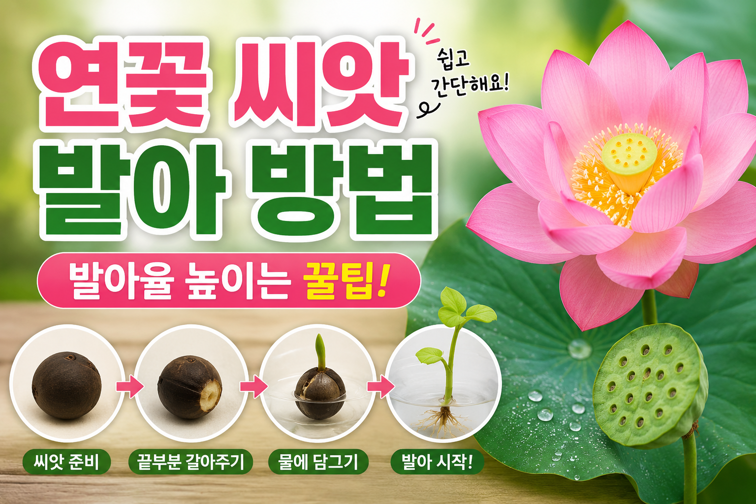 연꽃 씨앗 발아 방법, 발아율 높이는 꿀팁!