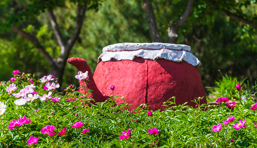 화북면 자천리 2082 작약 꽃밭 1