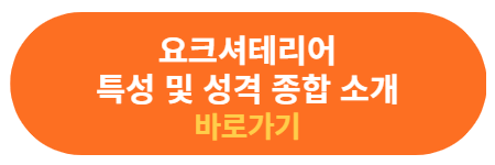 요크셔테리어 특성 및 성격 소개