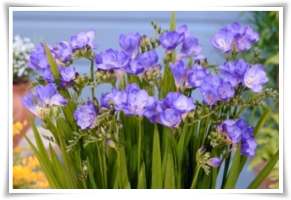 "프리지아" 봄을 알리는 황금빛 향기, 그 매력과 재배의 모든 것!