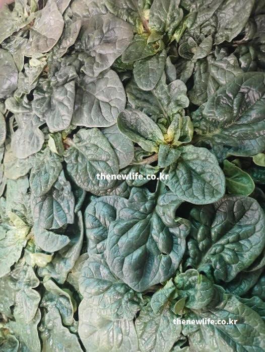 시금치 효능의 혈관 건강을 지키는 칼륨과 질산염 성분이 포함된 실사진