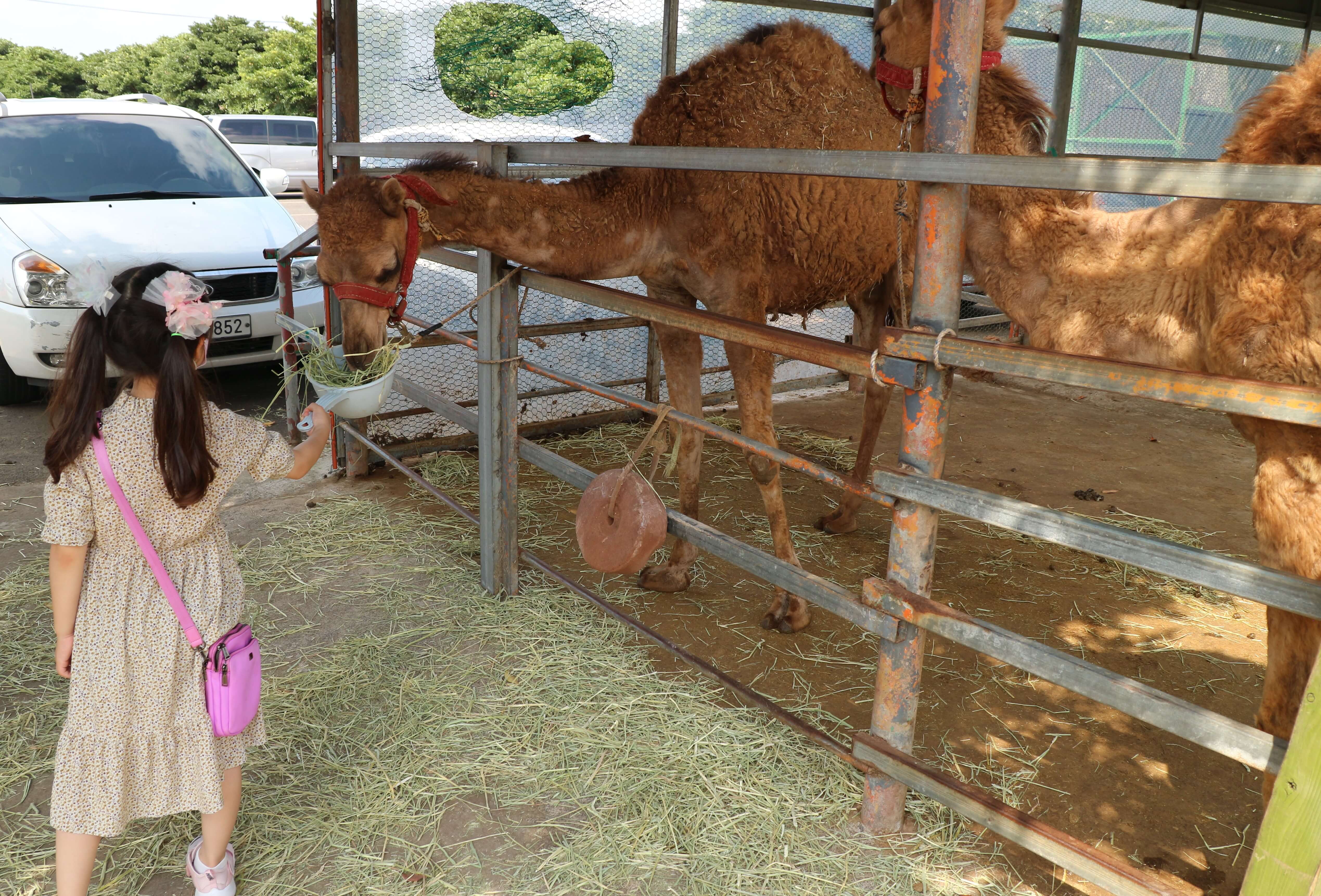 제주도-낙타-트래킹-낙타-먹이주기