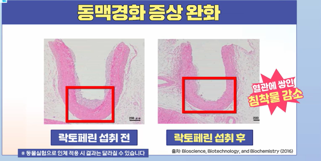 락토페린 효능