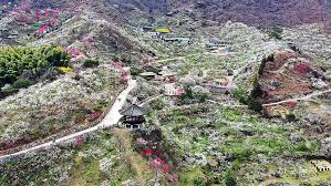 2025 광양매화축제 일정, 맛집, 먹거리 총정리