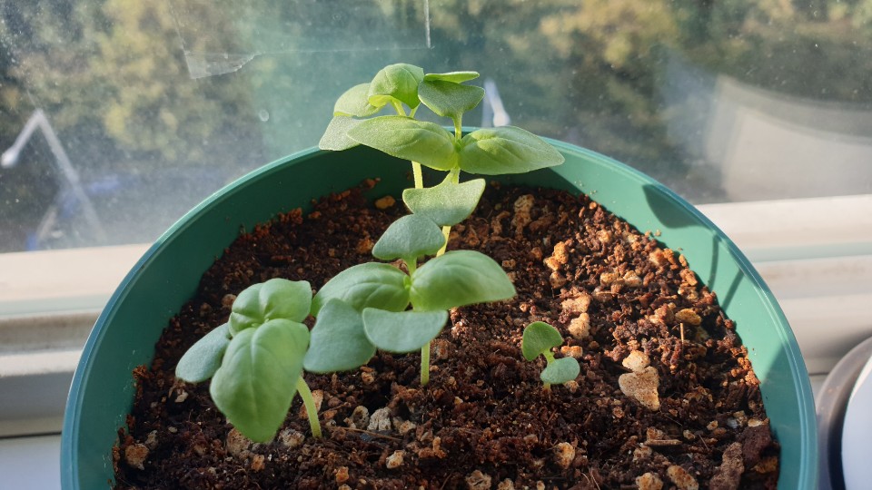 키가 많이 자란 바질