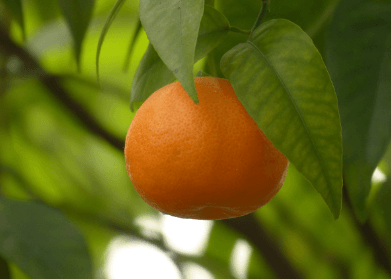 생방송오늘저녁 논산 황금향 택배 주문