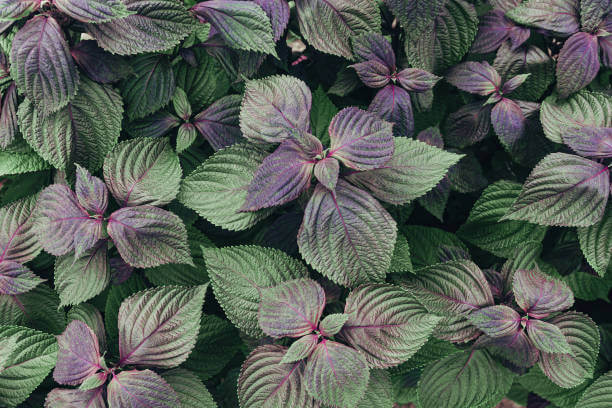 깻잎 효능 12가지와 부작용 및 하루 권장량 보관법 고르는 법