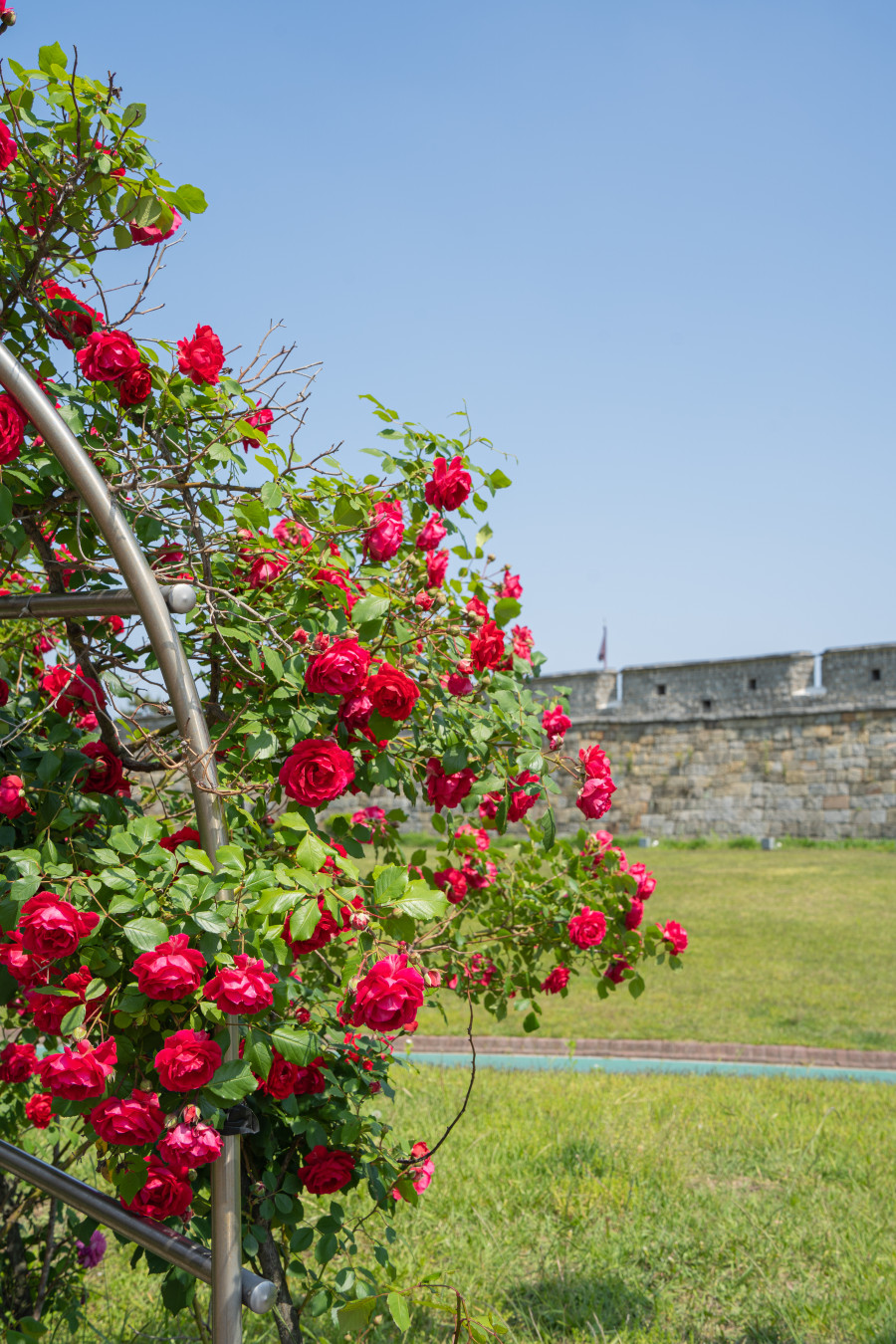 수원화성 장안공원 장미꽃 터널