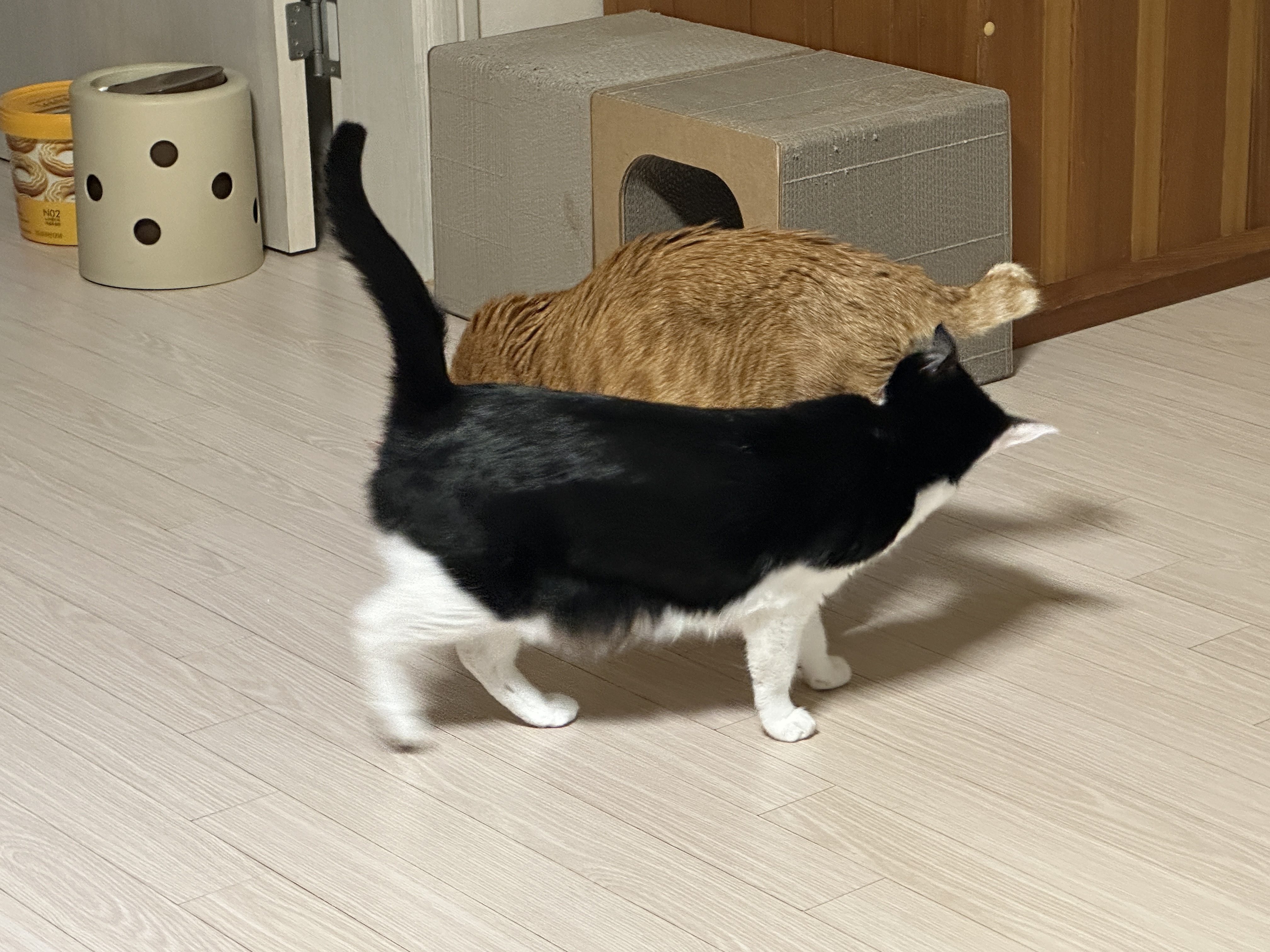 퇴원하고_온_호야_오빠_냄새_맡아보는_두리_1