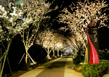 부산 강서구 벚꽃 축제