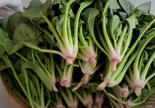 시금치무침 만드는 방법