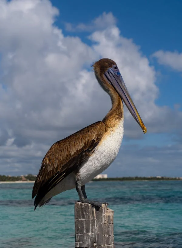 해양 포유류가 직면한 미세 플라스틱의 위협"
