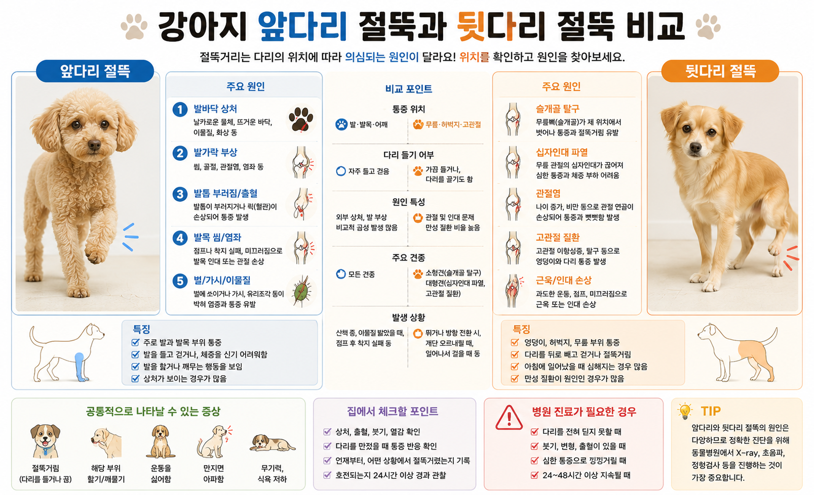 강아지 앞다리 절뚝과 뒷다리 절뚝 비교 이미지, 강아지 절뚝거리는 이유, 앞다리 절뚝 원인, 뒷다리 절뚝 원인, 슬개골 탈구, 십자인대 파열, 고관절 질환, 발바닥 상처, 강아지 다리 절뚝 증상 비교