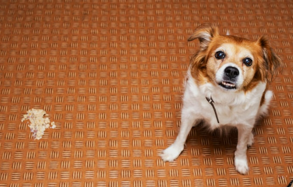 강아지가 갑자기 토했어요 괜찮을까요? 구토 원인과 소화불량 대처법