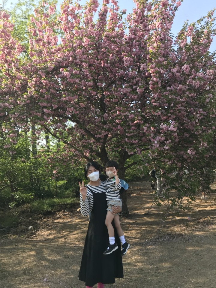 경주 불국사 겹 벚꽃 개화 시기부터 포토존까지 총정리!