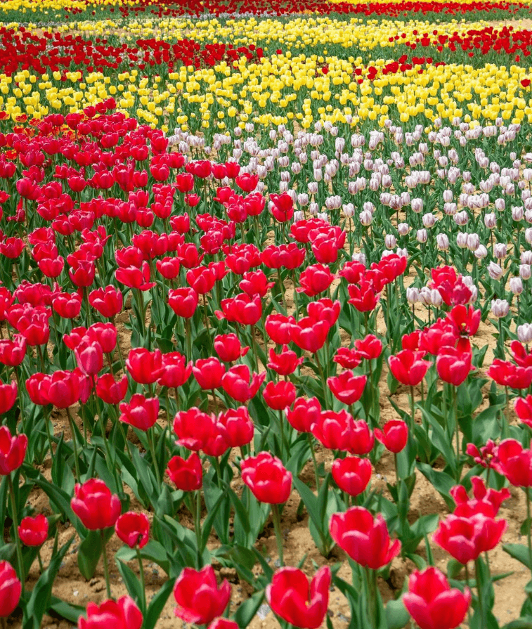 2025 풍기인삼축제 일정& 주차장
