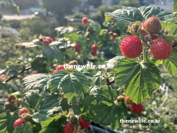 산딸기 효능 관련 자주 묻는 질문