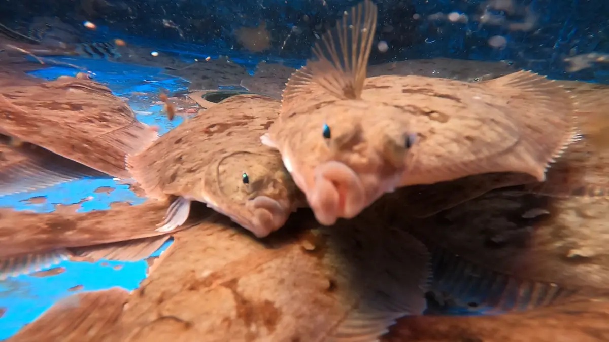 한국기행 울진 - 광어