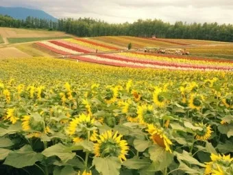 홋카이도 여름 여행코스 4박5일 일정과 맛집 정보 정리_14