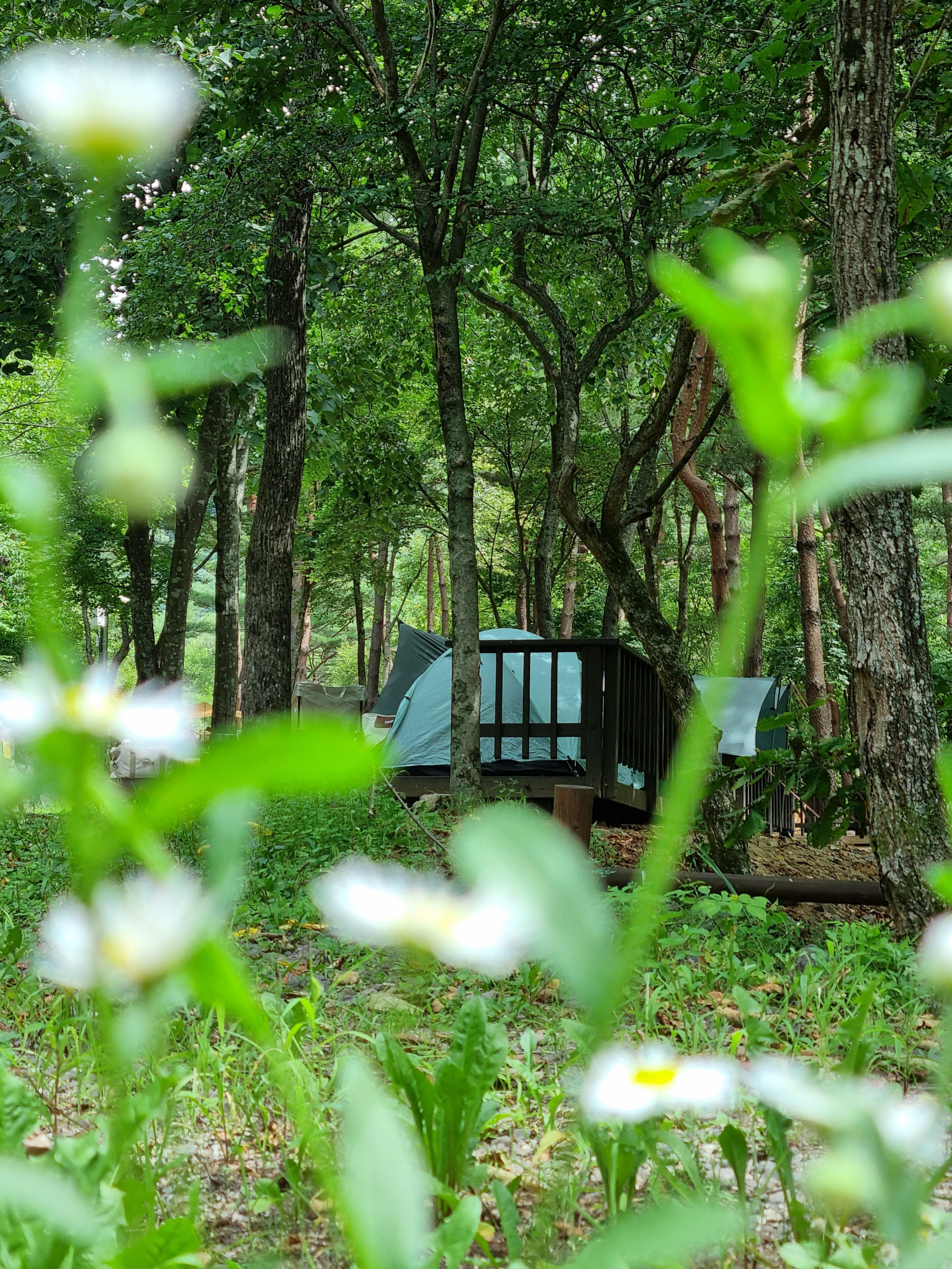 두타산자연휴양림 경치