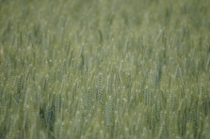 2026 공익직불금 신청방법 총정리(농업보조금 신청방법)